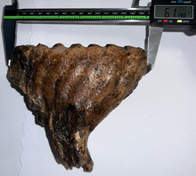 Load image into Gallery viewer, Ice Age Fossil Woolly Mammoth Molar 6.11 Inches from Siberia