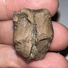 Load image into Gallery viewer, Framed Tyrannosaurus Rex Fossil Tooth Fragment .9 Inches