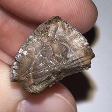 Load image into Gallery viewer, Framed Tyrannosaurus Rex Fossil Tooth Fragment .9 Inches