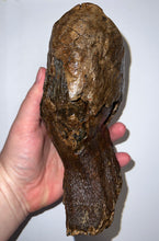 Load image into Gallery viewer, Ice Age Fossil Woolly Mammoth Molar 7.3 Inches from Siberia