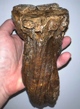 Load image into Gallery viewer, Ice Age Fossil Woolly Mammoth Molar 7.3 Inches from Siberia