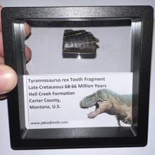 Load image into Gallery viewer, Framed Tyrannosaurus Rex Fossil Tooth Fragment .9 Inches