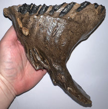 Load image into Gallery viewer, Ice Age Fossil Woolly Mammoth Molar 7.86 Inches from Siberia