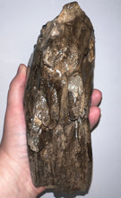 Load image into Gallery viewer, Ice Age Fossil Woolly Mammoth Molar 7.86 Inches from Siberia