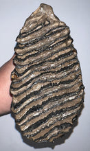 Load image into Gallery viewer, Ice Age Fossil Woolly Mammoth Molar 7.86 Inches from Siberia