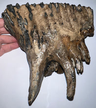 Load image into Gallery viewer, Ice Age Fossil Woolly Mammoth Molar 6.59 Inches from Siberia