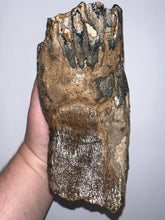 Load image into Gallery viewer, Ice Age Fossil Woolly Mammoth Molar 6.59 Inches from Siberia
