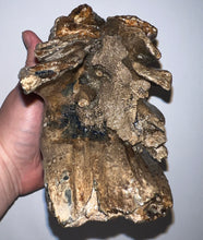 Load image into Gallery viewer, Ice Age Fossil Woolly Mammoth Molar 6.59 Inches from Siberia
