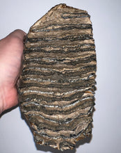 Load image into Gallery viewer, Ice Age Fossil Woolly Mammoth Molar 6.59 Inches from Siberia