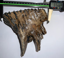 Load image into Gallery viewer, Ice Age Fossil Woolly Mammoth Molar 6.59 Inches from Siberia