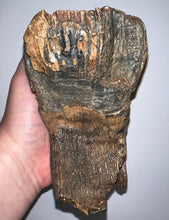 Load image into Gallery viewer, Ice Age Fossil Woolly Mammoth Molar 7.19 Inches from Siberia