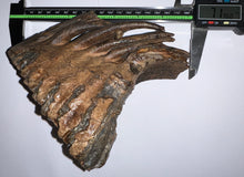 Load image into Gallery viewer, Ice Age Fossil Woolly Mammoth Molar 7.19 Inches from Siberia