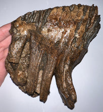 Load image into Gallery viewer, Ice Age Fossil Woolly Mammoth Molar 6.62 Inches from Siberia