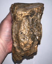 Load image into Gallery viewer, Ice Age Fossil Woolly Mammoth Molar 6.62 Inches from Siberia