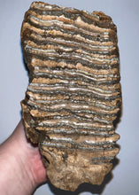 Load image into Gallery viewer, Ice Age Fossil Woolly Mammoth Molar 6.62 Inches from Siberia