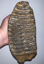 Load image into Gallery viewer, Huge Ice Age Fossil Woolly Mammoth Molar 8.09 Inches from Siberia