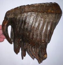 Load image into Gallery viewer, GEM Large Ice Age Fossil Woolly Mammoth Molar 7 Inches from Siberia