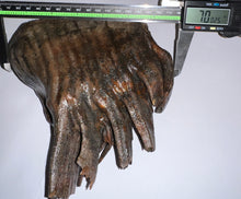 Load image into Gallery viewer, GEM Large Ice Age Fossil Woolly Mammoth Molar 7 Inches from Siberia