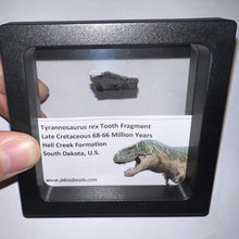 Load image into Gallery viewer, Framed Tyrannosaurus Rex Fossil Tooth Fragment .83 Inches