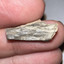 Load image into Gallery viewer, Framed Tyrannosaurus Rex Fossil Tooth Fragment .83 Inches