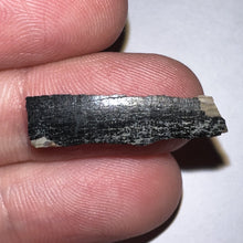 Load image into Gallery viewer, Framed Tyrannosaurus Rex Fossil Tooth Fragment .96 Inches