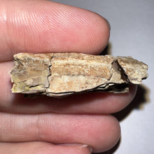 Load image into Gallery viewer, Framed Tyrannosaurus Rex Fossil Tooth Fragment 1.25 Inches