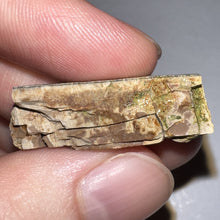 Load image into Gallery viewer, Framed Tyrannosaurus Rex Fossil Tooth Fragment 1.25 Inches