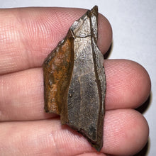 Load image into Gallery viewer, Framed Tyrannosaurus Rex Fossil Tooth Fragment 1.42 Inches