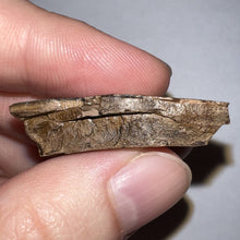 Load image into Gallery viewer, Framed Tyrannosaurus Rex Fossil Tooth Fragment 1.42 Inches