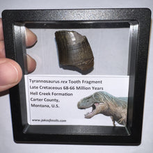 Load image into Gallery viewer, Framed Tyrannosaurus Rex Fossil Tooth Fragment 1.34 Inches