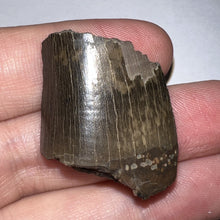 Load image into Gallery viewer, Framed Tyrannosaurus Rex Fossil Tooth Fragment 1.34 Inches