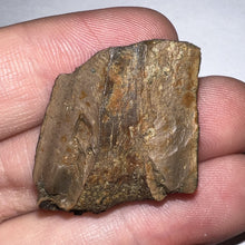Load image into Gallery viewer, Framed Tyrannosaurus Rex Fossil Tooth Fragment 1.34 Inches