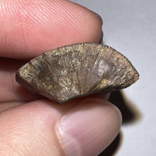 Load image into Gallery viewer, Framed Tyrannosaurus Rex Fossil Tooth Fragment 1.34 Inches