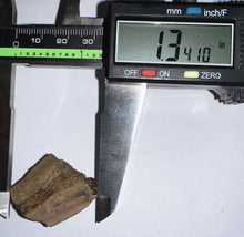 Load image into Gallery viewer, Framed Tyrannosaurus Rex Fossil Tooth Fragment 1.34 Inches