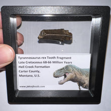 Load image into Gallery viewer, Framed Tyrannosaurus Rex Fossil Tooth Fragment 1.26 Inches