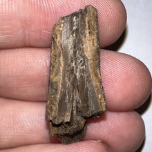 Load image into Gallery viewer, Framed Tyrannosaurus Rex Fossil Tooth Fragment 1.26 Inches