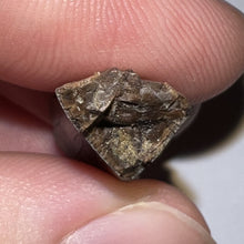 Load image into Gallery viewer, Framed Tyrannosaurus Rex Fossil Tooth Fragment 1.26 Inches