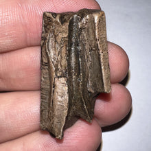 Load image into Gallery viewer, Framed Tyrannosaurus Rex Fossil Tooth Fragment 1.39 Inches