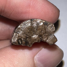 Load image into Gallery viewer, Framed Tyrannosaurus Rex Fossil Tooth Fragment 1.39 Inches