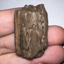 Load image into Gallery viewer, Framed Tyrannosaurus Rex Fossil Tooth Fragment 1.34 Inches