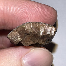 Load image into Gallery viewer, Framed Tyrannosaurus Rex Fossil Tooth Fragment 1.34 Inches