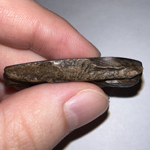 Load image into Gallery viewer, Tyrannosaurus Rex Partial Fossil Tooth 1.82 Inches