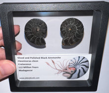 Load image into Gallery viewer, Super Rare Framed Black Ammonites Sliced and Polished 1.5 to 1.25 Inches One Per Order