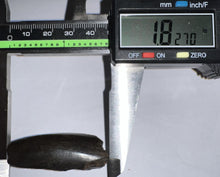 Load image into Gallery viewer, Tyrannosaurus Rex Partial Fossil Tooth 1.82 Inches