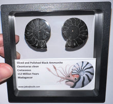Load image into Gallery viewer, Super Rare Framed Black Ammonites Sliced and Polished 1.5 to 1.25 Inches One Per Order