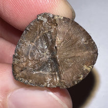 Load image into Gallery viewer, Tyrannosaurus Rex Fossil Tooth Tip .92 Inches