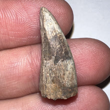 Load image into Gallery viewer, Tyrannosaurus Rex Fossil Premax Tooth 1 Inch NO REPAIR!