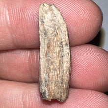 Load image into Gallery viewer, Tyrannosaurus Rex Fossil Premax Tooth 1 Inch NO REPAIR!