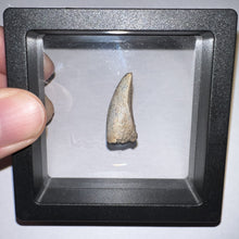Load image into Gallery viewer, Tyrannosaurus Rex Fossil Premax Tooth 1 Inch NO REPAIR!