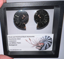 Load image into Gallery viewer, Super Rare Framed Black Ammonites Sliced and Polished 1.5 to 1.25 Inches One Per Order